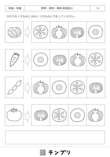 無料で印刷できる野菜・果物・植物-断面図-04のプリントです。